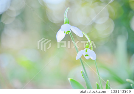 沐浴在溫暖光芒中的嬌嫩雪花蓮 138143569