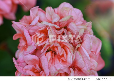 粉紅色的花朵 粉紅色的花朵 138143608
