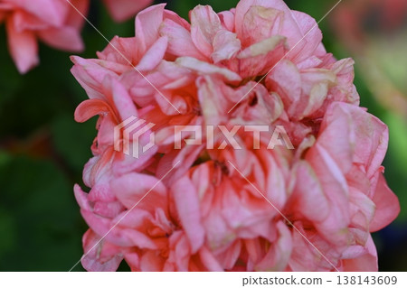粉紅色的花朵 粉紅色的花朵 138143609