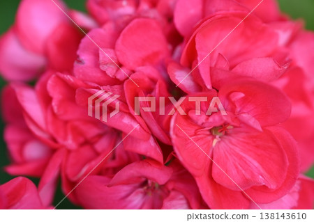 粉紅色的花朵 粉紅色的花朵 138143610