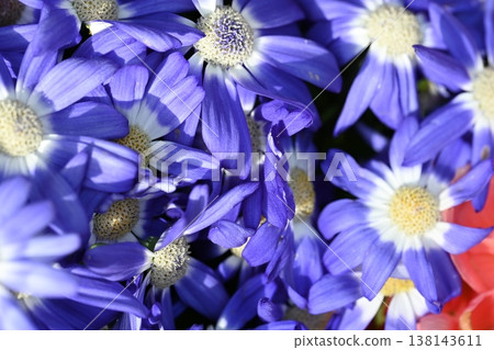 藍色的花 藍色的花 138143611