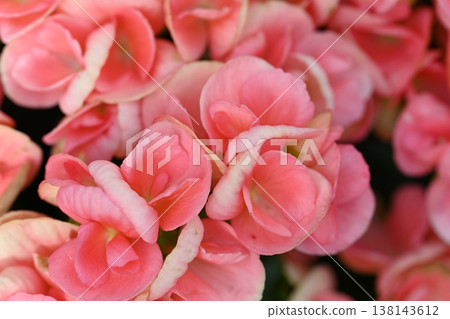 粉紅色的花朵 138143612