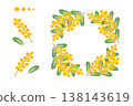 含羞草 138143619