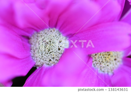 粉紅色的花朵 粉紅色的花朵 138143631