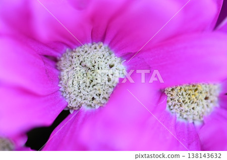 粉紅色的花朵 粉紅色的花朵 138143632
