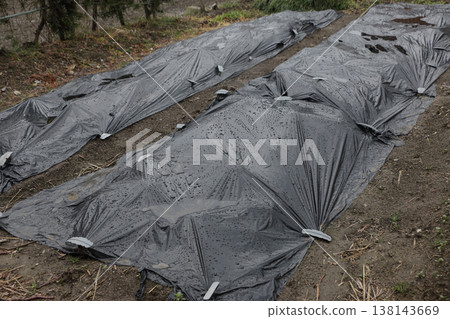 Tearing through the black mulch in the potato field 138143669