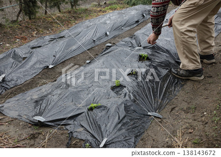 Tearing through the black mulch in the potato field 138143672