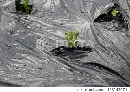 Tearing through the black mulch in the potato field 138143674