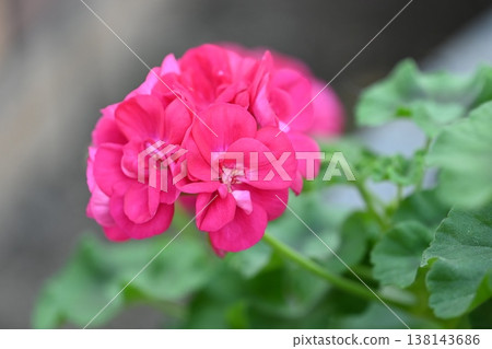 Dark pink flowers Dark pink flowers 138143686