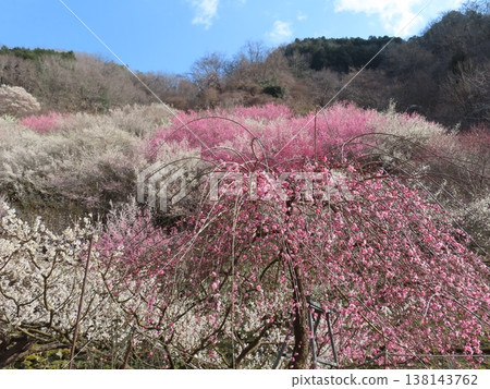 Sakamoto Baien, a village of magnificent plum blossoms, Iwaki, Kamigori Town, Nishiharima Flower Village Sakamoto Baien, a village of magnificent plum blossoms, Iwaki, Kamigori Town, Nishiharima Flower Village 138143762