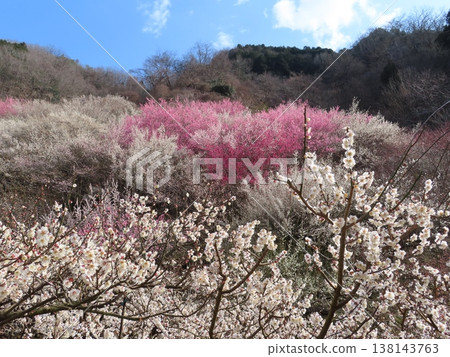 Sakamoto Baien, a village of magnificent plum blossoms, Iwaki, Kamigori Town, Nishiharima Flower Village Sakamoto Baien, a village of magnificent plum blossoms, Iwaki, Kamigori Town, Nishiharima Flower Village 138143763