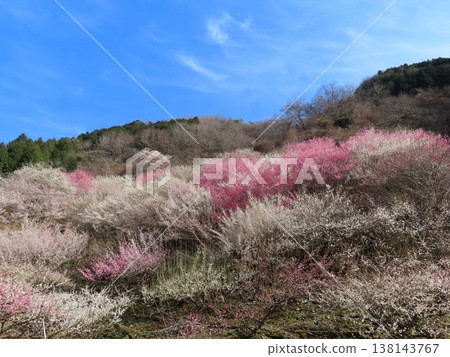 Sakamoto Baien, a village of magnificent plum blossoms, Iwaki, Kamigori Town, Nishiharima Flower Village Sakamoto Baien, a village of magnificent plum blossoms, Iwaki, Kamigori Town, Nishiharima Flower Village 138143767