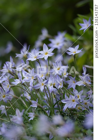 The field is full of blooming Ipheion flowers. The field is full of blooming Ipheion flowers. 138143787