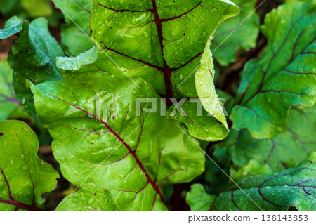 Fresh green beet leaves with red veins covered in morning dew Fresh green beet leaves with red veins covered in morning dew 138143853