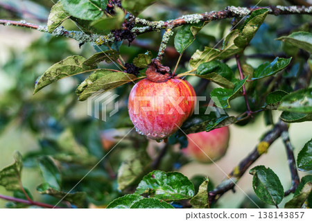 Red Ripe Apple Hanging on a Tree Branch with Dew Drops in Garden Red Ripe Apple Hanging on a Tree Branch with Dew Drops in Garden 138143857