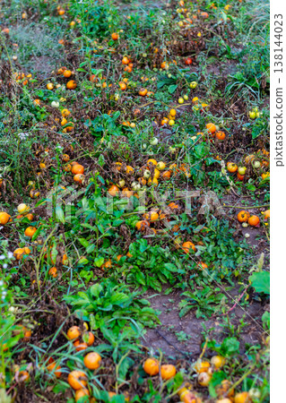 Abundant Harvest of Ripe and Overripe Tomatoes Fallen and Rotting on the Ground 138144023
