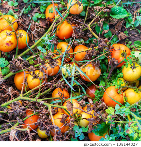 Overhead View of Orange Tomatoes Rotting on Dry Vines in Garden Overhead View of Orange Tomatoes Rotting on Dry Vines in Garden 138144027