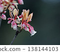 The red, bell-shaped flowers of the Enkianthus campanulatus. 138144103