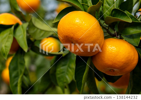 Orange garden 138144232