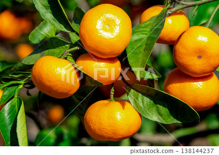 Orange garden Orange garden 138144237