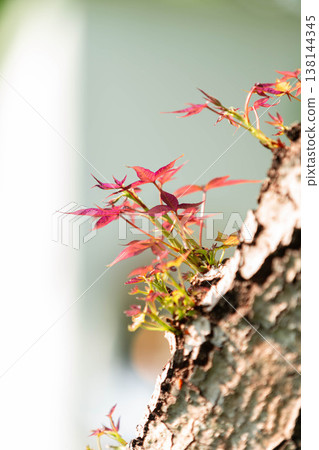 New Red Maple Leaves Sprouting from Ancient Tree Trunk New Red Maple Leaves Sprouting from Ancient Tree Trunk 138144345