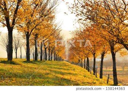 Autumn foliage and cherry blossom trees along the Chikuma River in Iiyama City, Nagano Prefecture Autumn foliage and cherry blossom trees along the Chikuma River in Iiyama City, Nagano Prefecture 138144363