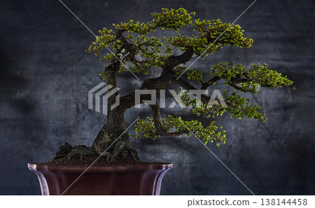 Elegant Slanting Bonsai Tree with Small Green Leaves on Dark Background 138144458