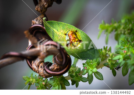 Golden Tortoise Beetle on Green Leaf Amidst Artistic Tree Branches Golden Tortoise Beetle on Green Leaf Amidst Artistic Tree Branches 138144492