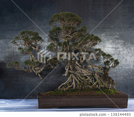 Grand Ancient Ficus Bonsai Tree with Intricate Root Structure on Dark Background Grand Ancient Ficus Bonsai Tree with Intricate Root Structure on Dark Background 138144493