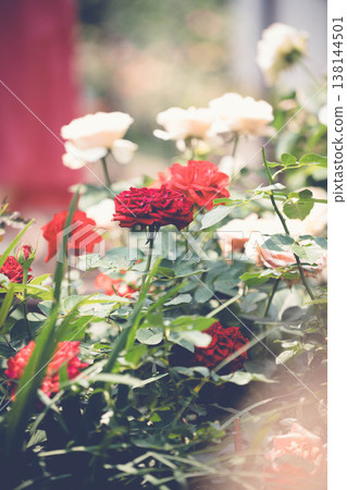 Beautiful Red and White Roses Blooming in a Lush Garden Beautiful Red and White Roses Blooming in a Lush Garden 138144501