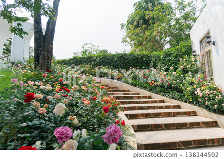 Beautiful Stone Stairway in a Lush Blooming Rose Garden Landscape Beautiful Stone Stairway in a Lush Blooming Rose Garden Landscape 138144502