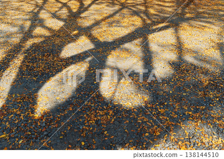 Intricate Tree Shadows on Ground Covered with Golden Autumn Leaves Intricate Tree Shadows on Ground Covered with Golden Autumn Leaves 138144510
