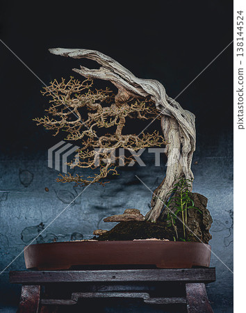 Ancient Artistic Bonsai Tree with Deadwood Shari Feature on Dark Background Ancient Artistic Bonsai Tree with Deadwood Shari Feature on Dark Background 138144524