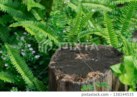 Natural Wood Stump Podium for Product Display with Lush Green Fern Background Natural Wood Stump Podium for Product Display with Lush Green Fern Background 138144535