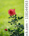 Single Vibrant Coral Rose Blooming on a Soft Green Grass Background 138144563