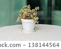 Small Potted Plant with Pink Flowers on a White Tablecloth 138144564