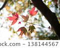 Stunning Backlit Red Maple Leaves Against Bright Sunlight in Autumn 138144567