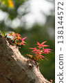 Tiny Red Maple Leaves Sprouting from Tree Bark with Soft Bokeh Background 138144572