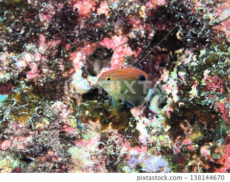 Glasses Sparrow Young Fish Glasses Sparrow Young Fish 138144670