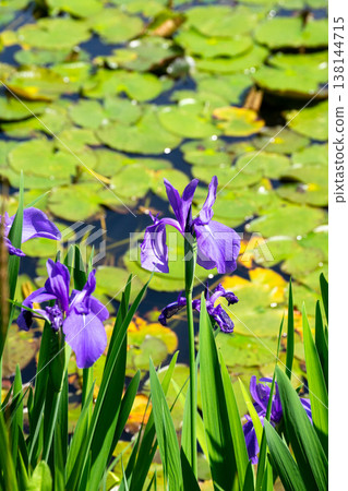 Iris Iris 138144715