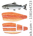 Detailed vector illustration set of Atlantic Salmon isolated on white background 138144723