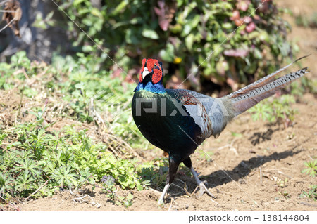 pheasant  138144804