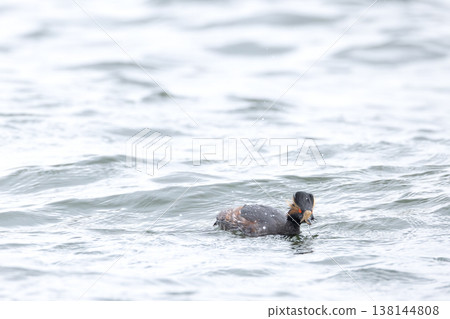 Hajiro Kaiburi 138144808