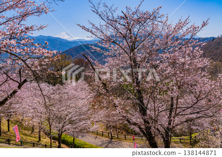 Cherry blossoms and Mt. Fuji at Daihoshi Park (Yamanashi Prefecture) 138144871