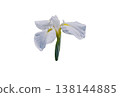 Beautiful iris flower cutout material 138144885