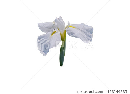 Beautiful iris flower cutout material 138144885