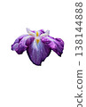Beautiful iris flower cutout material 138144888