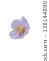 Beautiful plum blossom cutout material 138144890