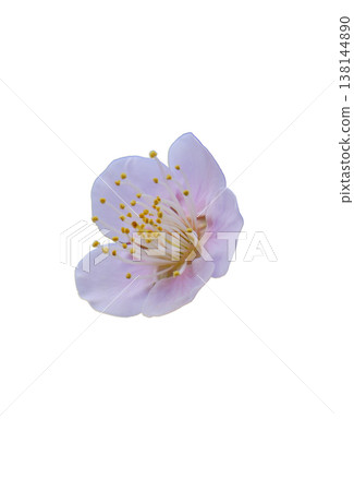 美麗的梅花鏤空圖案 美麗的梅花鏤空圖案 138144890