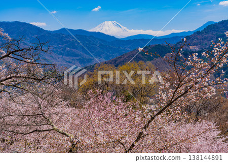大星公園（山梨縣）的櫻花和富士山 138144891